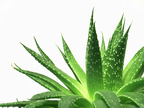 Pianta di aloe vera